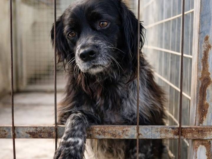 Adozione cane, maschio, Breton Razza sconosciuta, 2 anni e 10 mesi, taglia media, Taranto