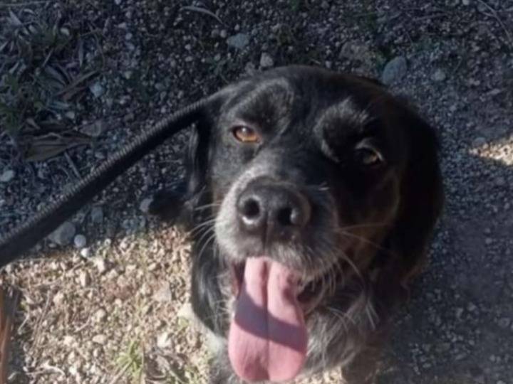 Adotta un cane, maschio, 2 anni e 10 mesi, Taranto