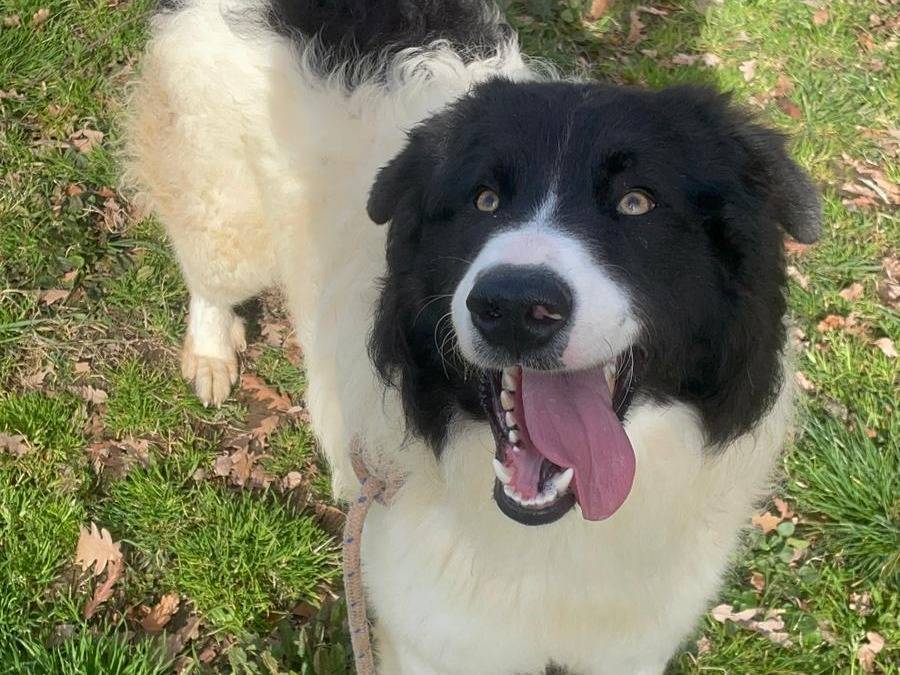 Adozione cane, maschio, Border Collie Pastore maremmano, 1 anno e 6 mesi, taglia grande, Viterbo