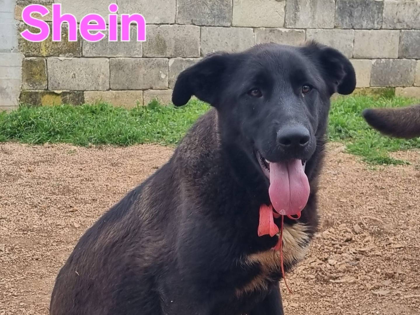 Adotta un cane, femmina, 10 mesi, Taranto