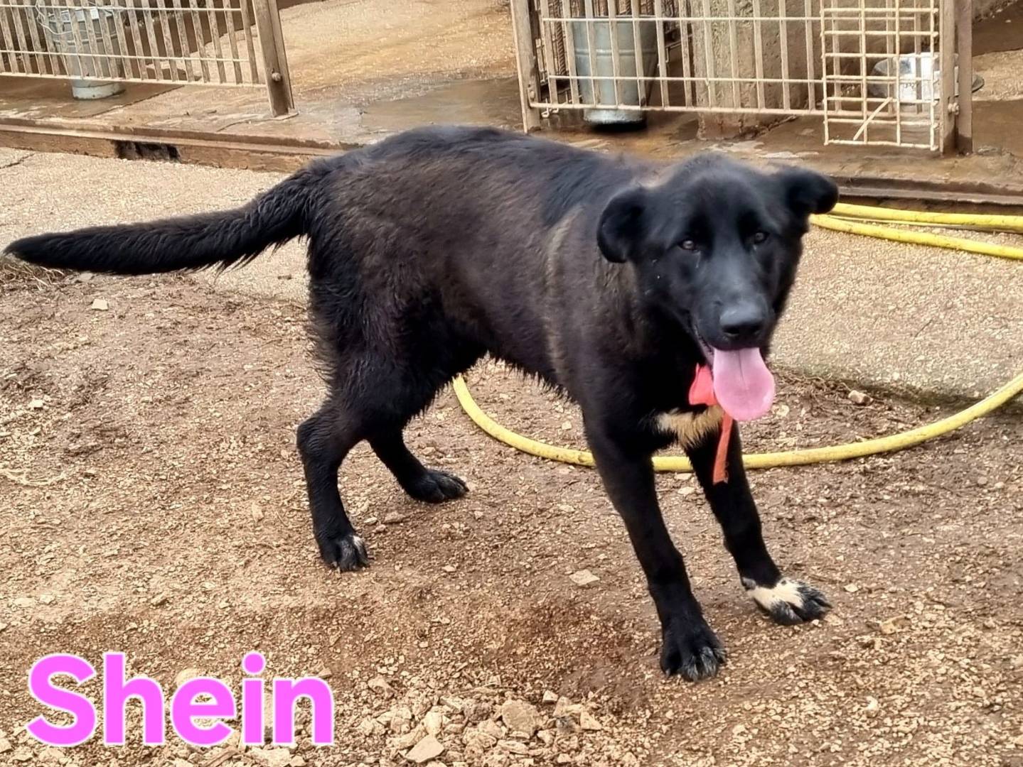 Vuoi adottare un cane a Taranto?