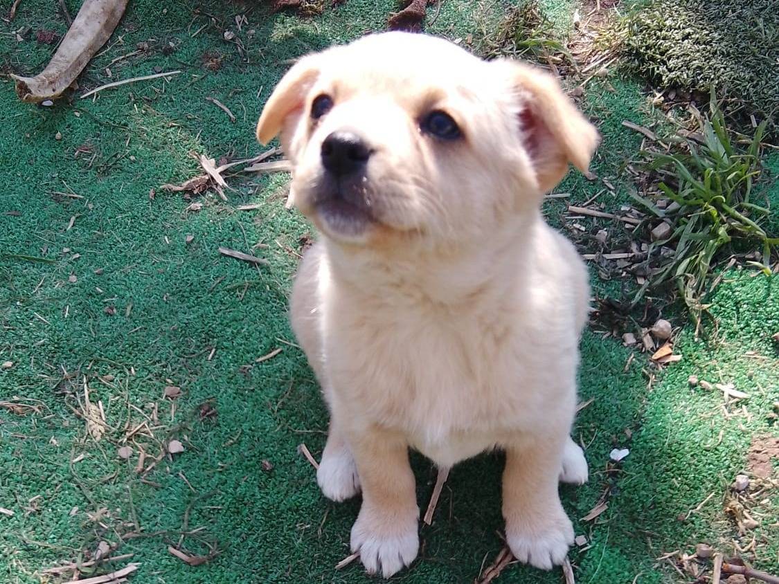 Adozione cane, femmina, Razza sconosciuta Razza sconosciuta, 1 mesi, taglia media contenuta, Avellino