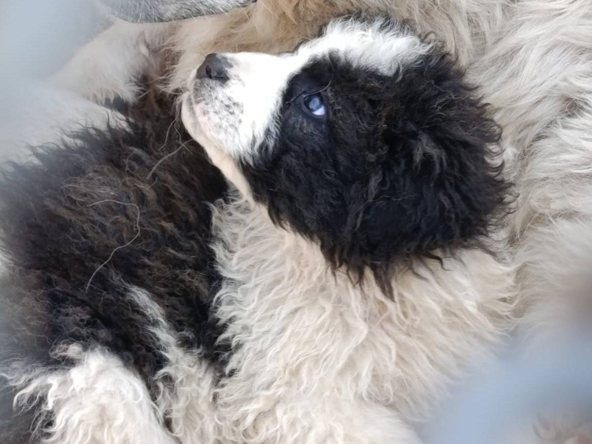 Adozione cane, femmina, Razza sconosciuta Razza sconosciuta, 1 mesi, taglia grande, Avellino