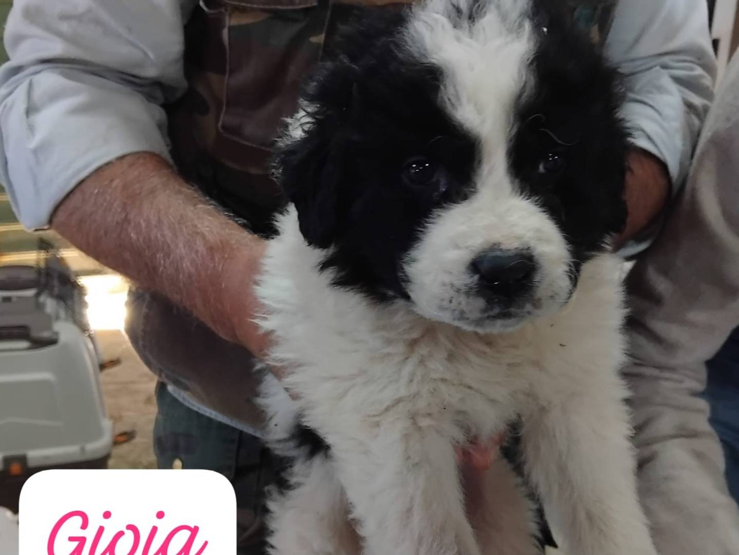 Adotta un cane, femmina, 1 mesi, Avellino