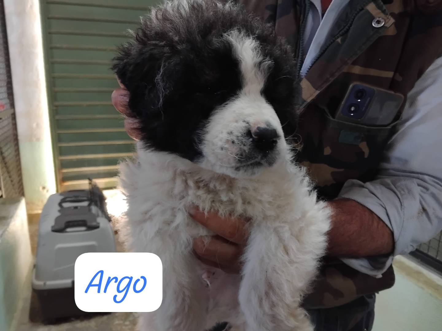 Adozione gatto, maschio, Razza sconosciuta Razza sconosciuta, 1 mesi, taglia non valida, Avellino