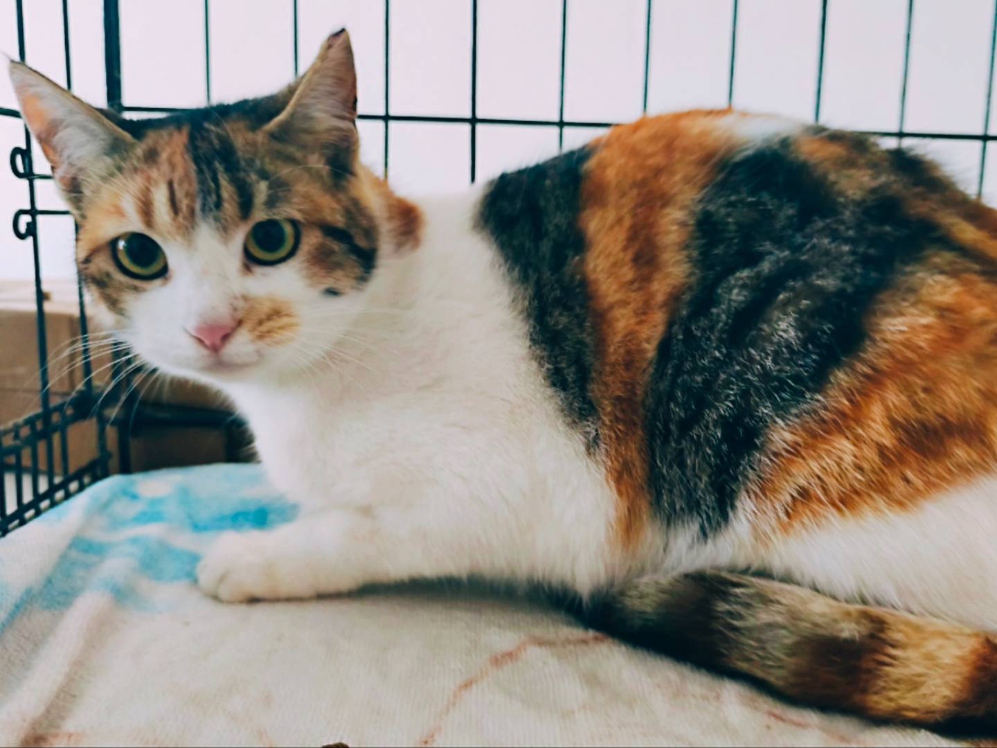 Adozione gatto, femmina, Razza sconosciuta Razza sconosciuta, 1 anno e 7 mesi, taglia non valida, Messina