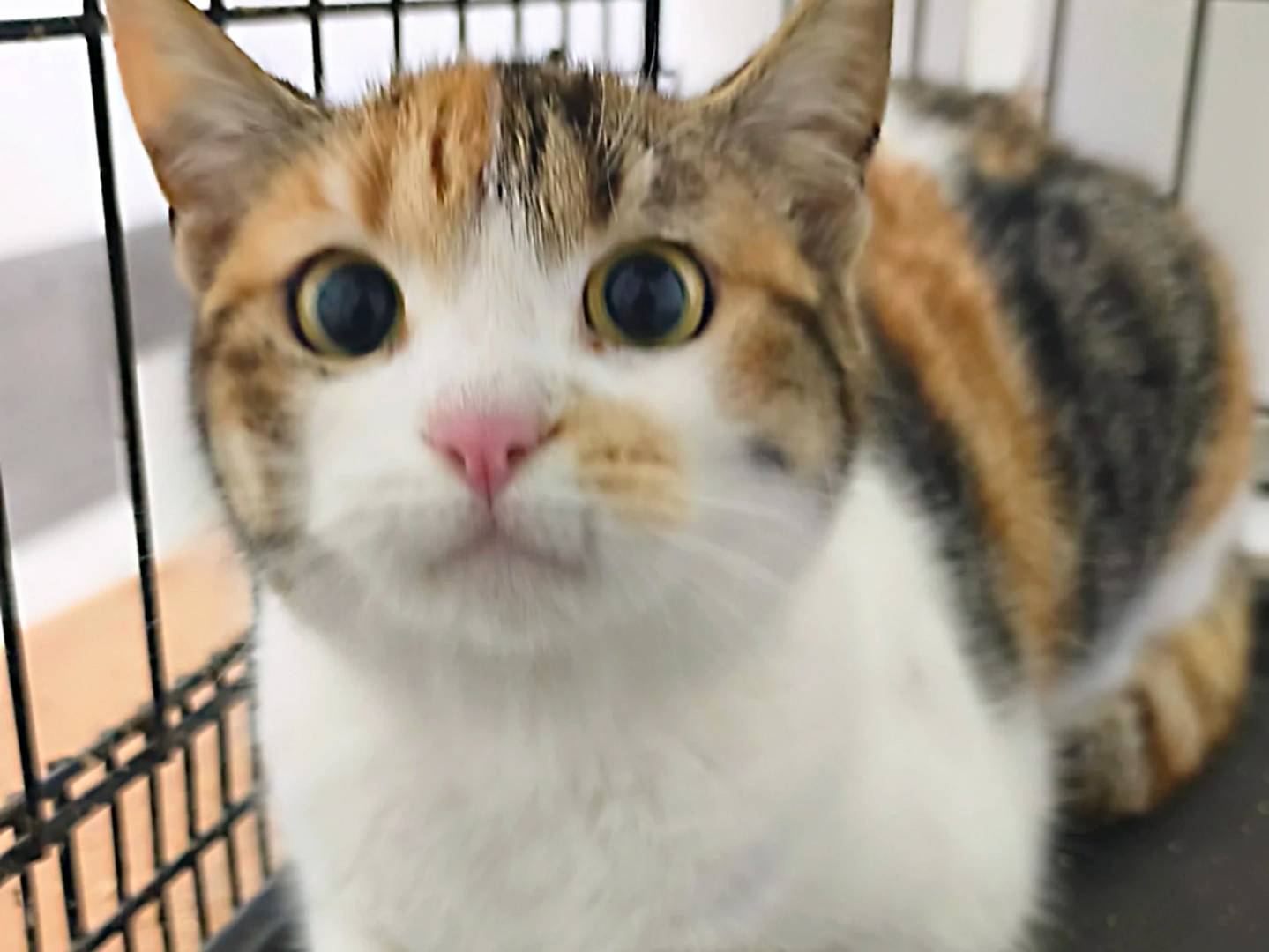 Adotta un gatto, femmina, 1 anno e 7 mesi, Messina