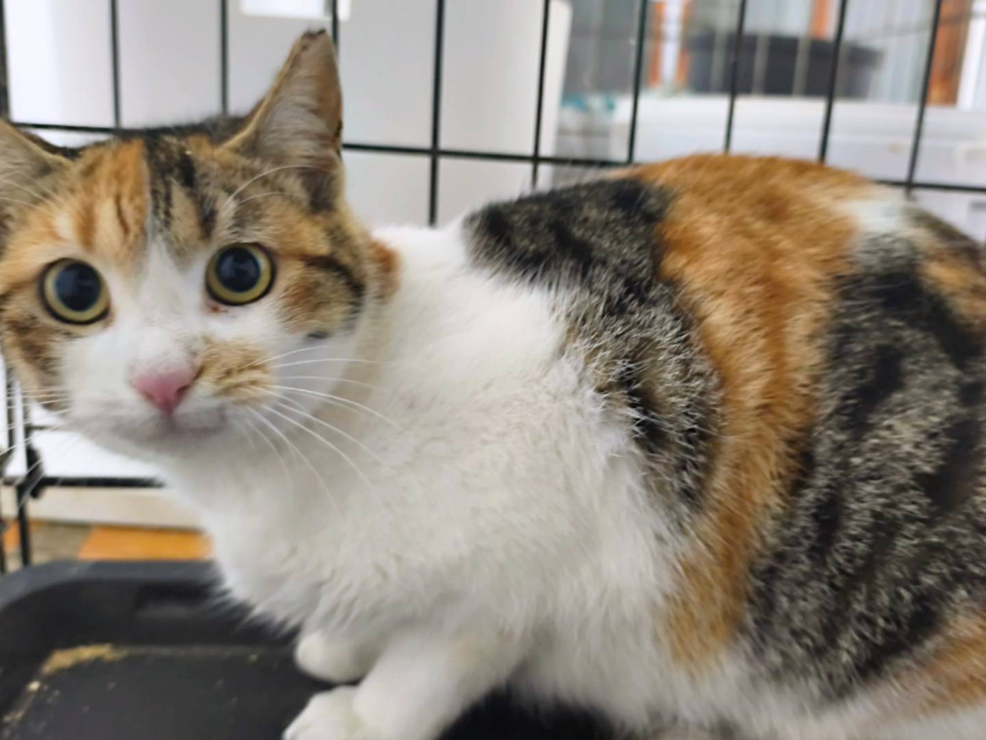 Adotta un gatto, taglia non valida, femmina, Messina