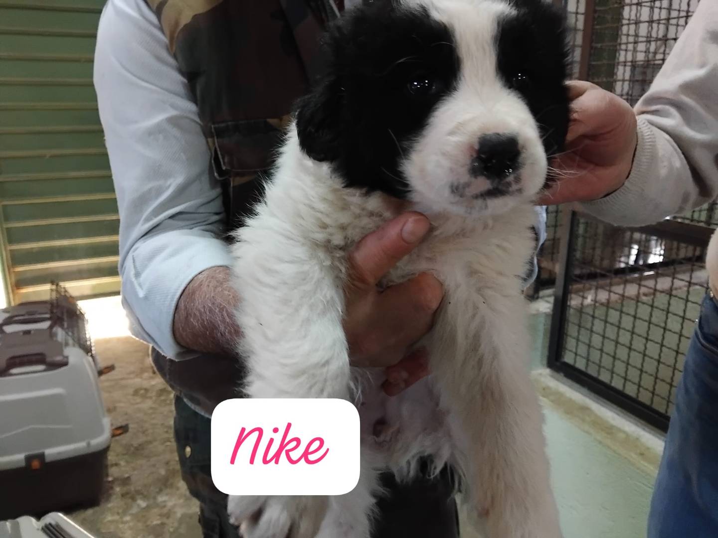 Adozione cane, femmina, Razza sconosciuta Razza sconosciuta, 1 mesi, taglia grande, Avellino