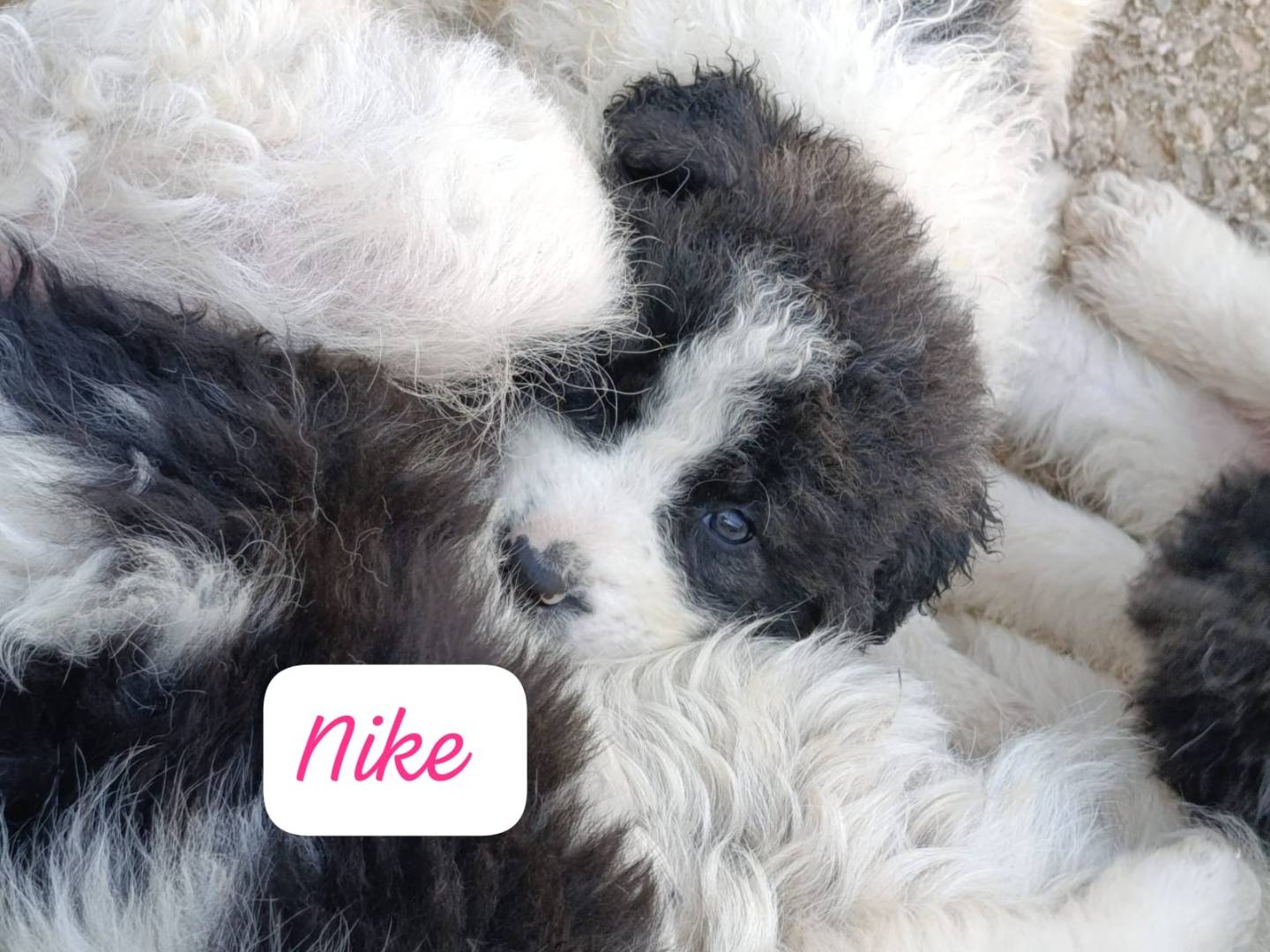 Adotta un cane, femmina, 1 mesi, Avellino