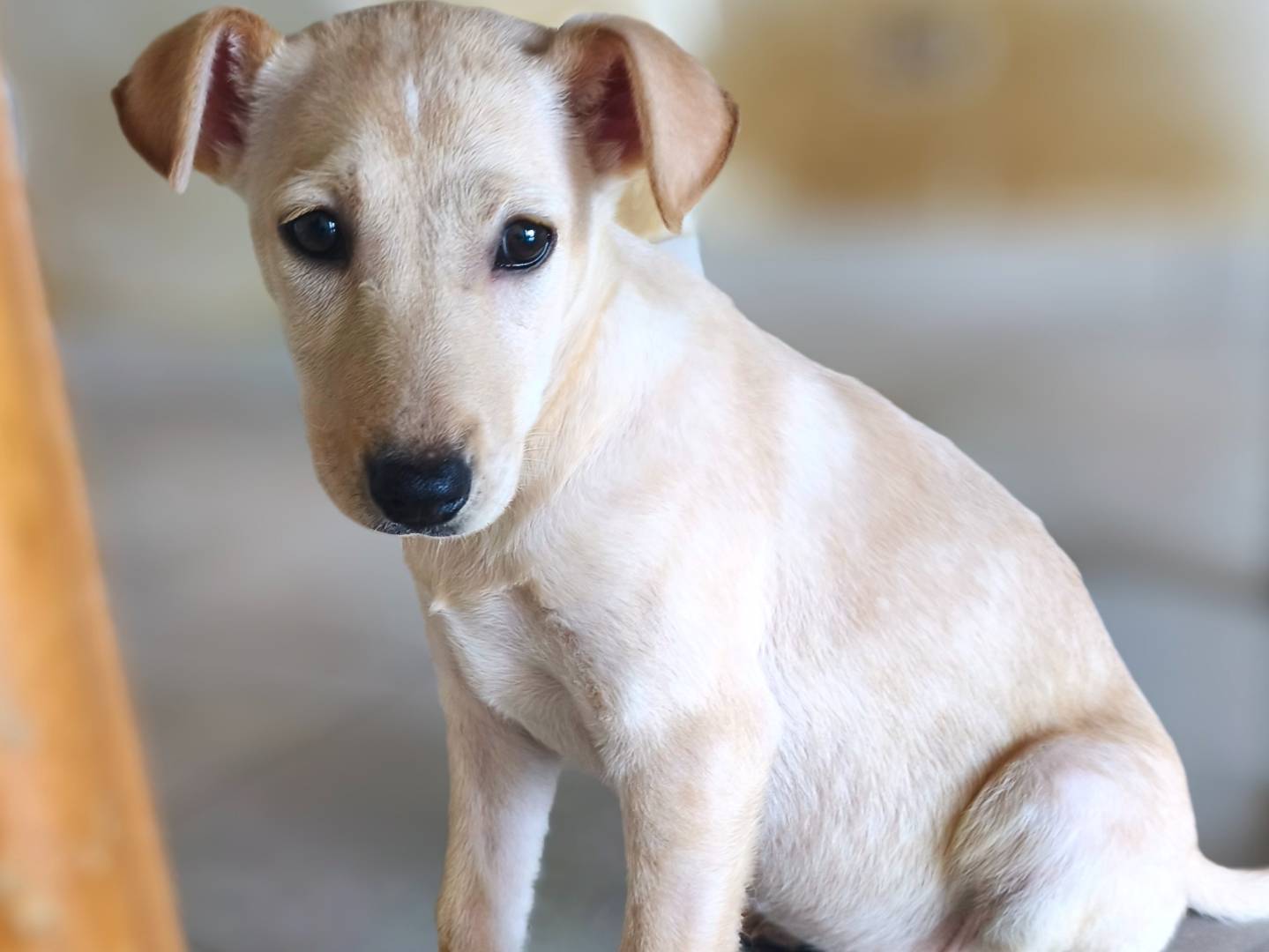 Adozione cane, femmina, Razza sconosciuta Razza sconosciuta, 2 mesi, taglia media, Messina