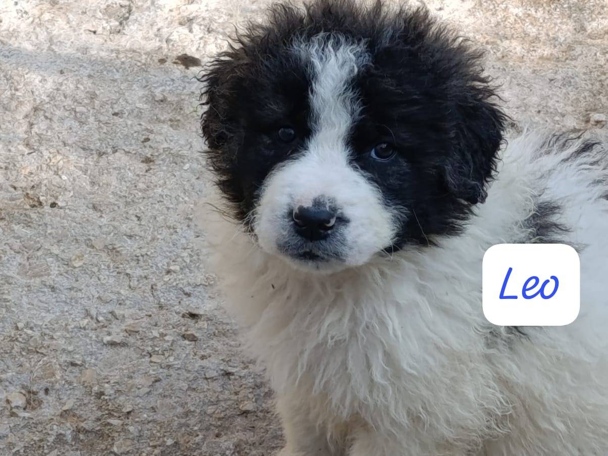 Adozione cane, maschio, Razza sconosciuta Razza sconosciuta, 1 mesi, taglia grande, Avellino