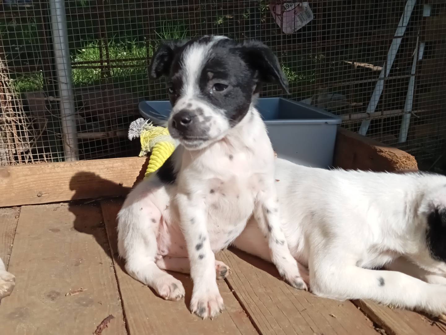 Adozione cane, femmina, Razza sconosciuta Razza sconosciuta, 1 mesi, taglia media contenuta, Frosinone