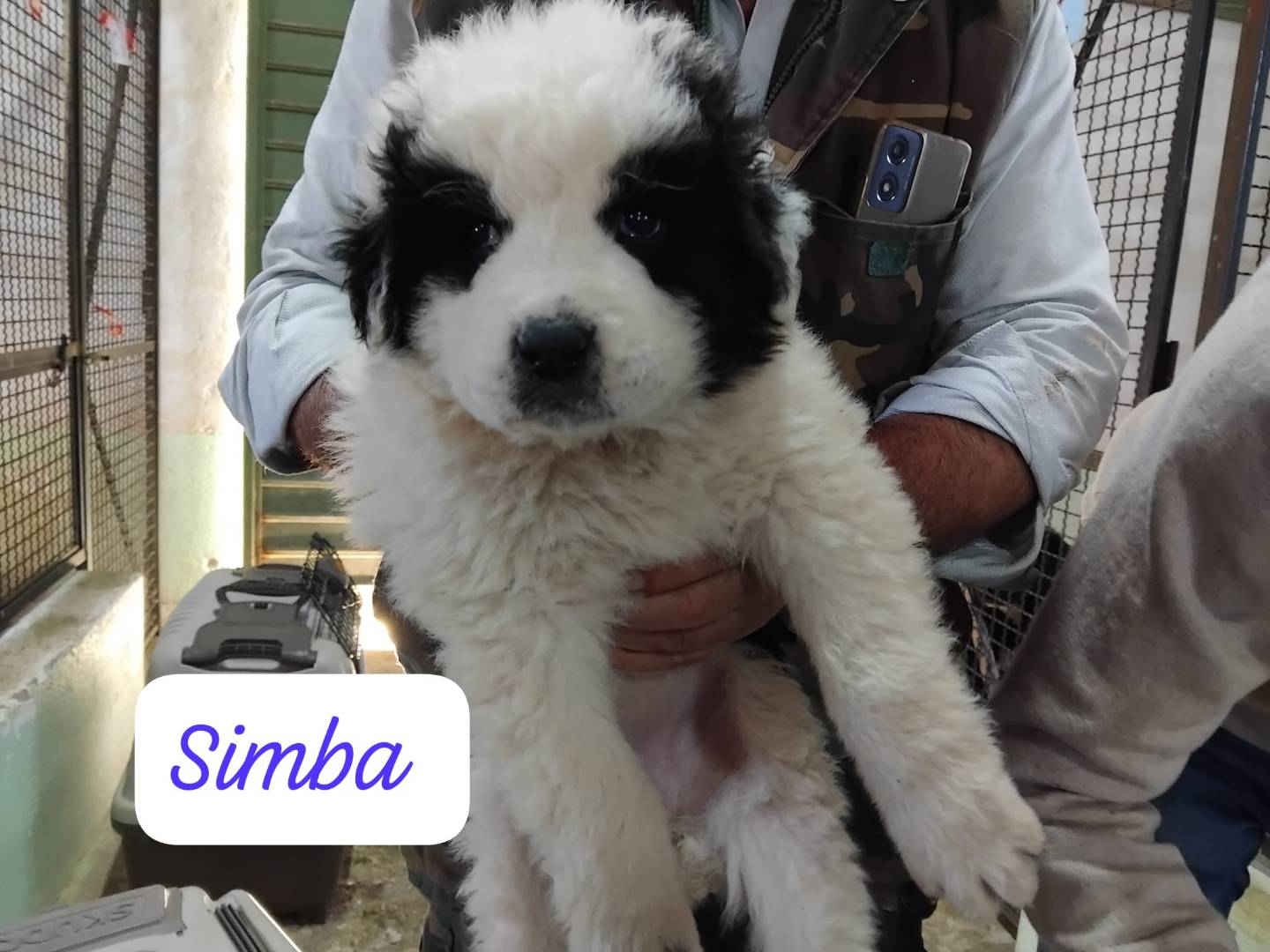 Adozione cane, maschio, Razza sconosciuta Razza sconosciuta, 1 mesi, taglia grande, Avellino