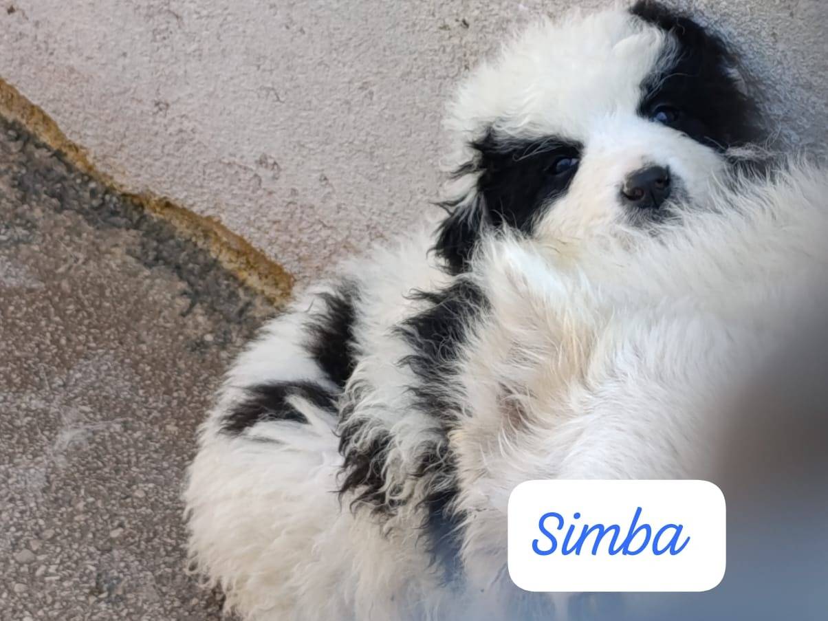 Adotta un cane, maschio, 1 mesi, Avellino