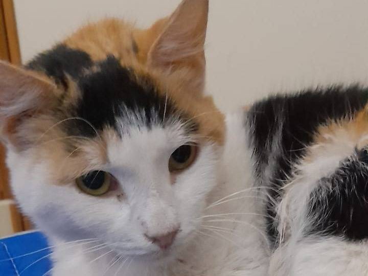 Adotta un gatto, femmina, 3 anni e 8 mesi, Barletta