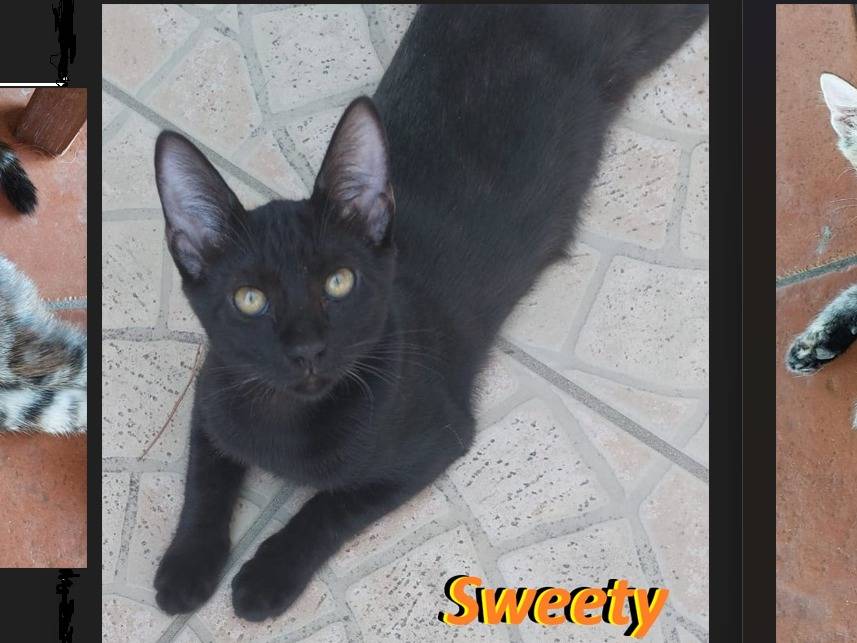 Adozione gatto, femmina, Razza sconosciuta Razza sconosciuta, 10 mesi, taglia non valida, Barletta