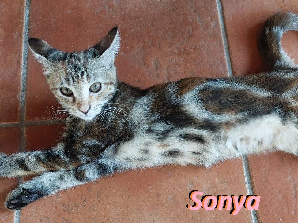 Adotta un gatto, femmina, 10 mesi, Barletta