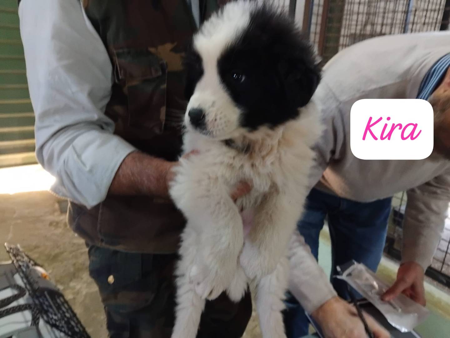 Adozione cane, femmina, Razza sconosciuta Razza sconosciuta, 1 mesi, taglia grande, Avellino