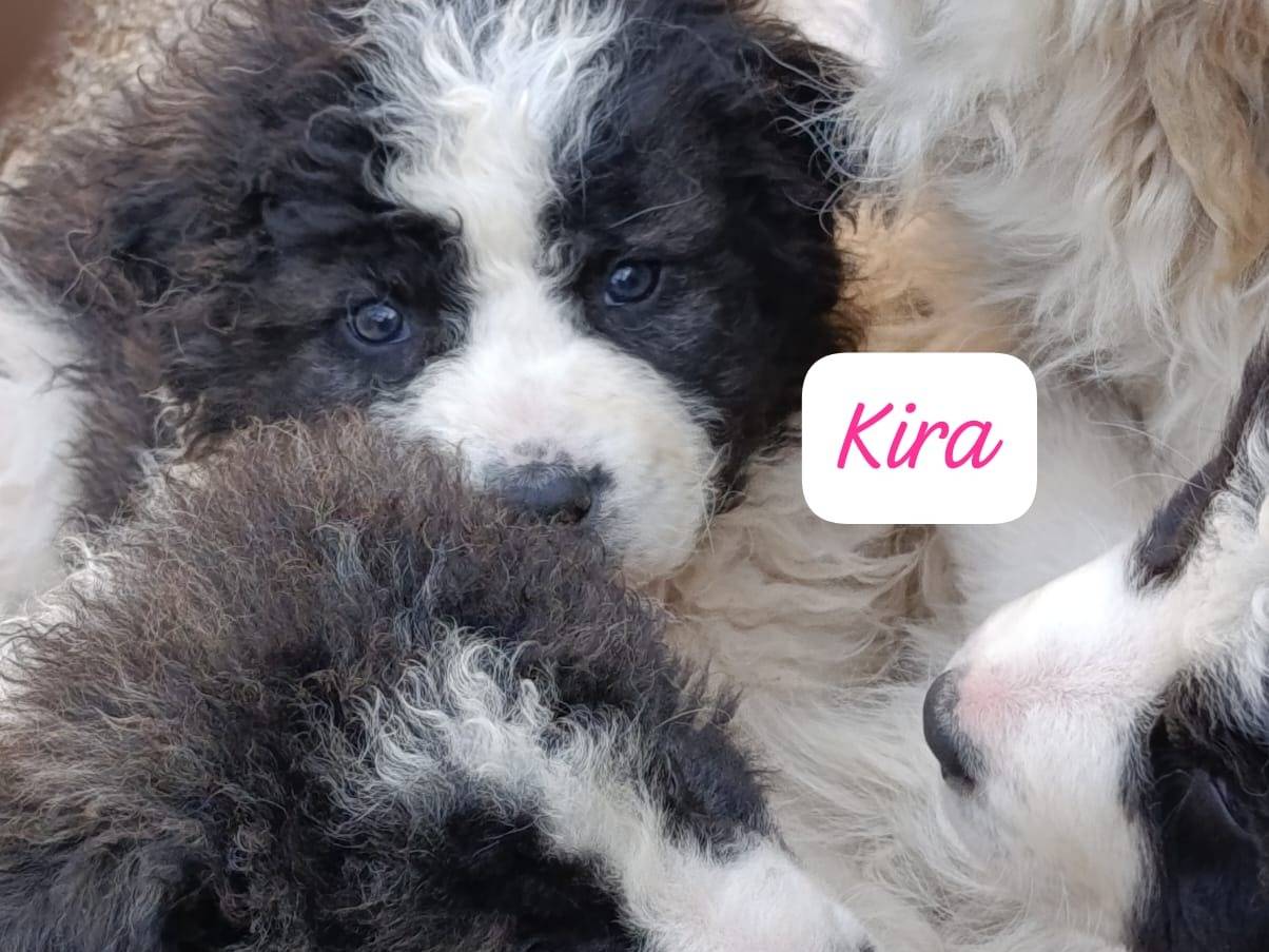 Adotta un cane, femmina, 1 mesi, Avellino