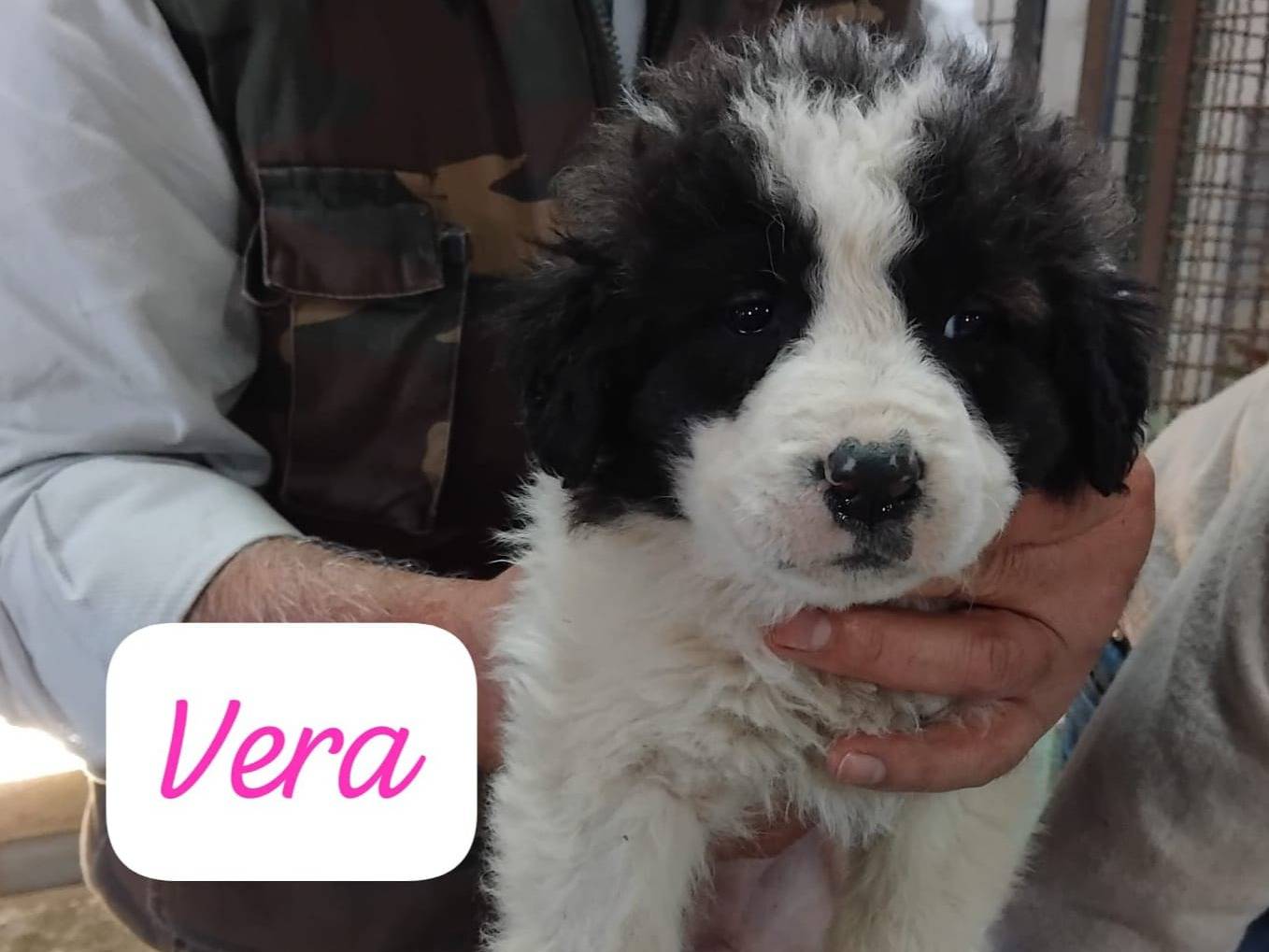 Adozione cane, femmina, Razza sconosciuta Razza sconosciuta, 1 mesi, taglia grande, Avellino