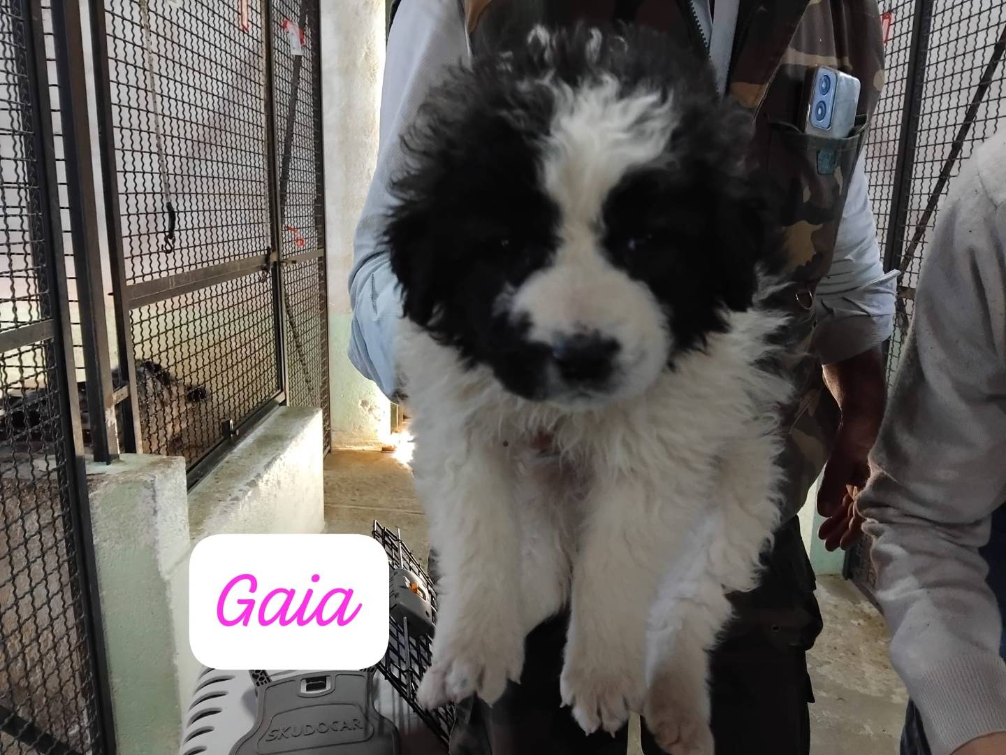 Adozione cane, femmina, Razza sconosciuta Razza sconosciuta, 1 mesi, taglia grande, Avellino