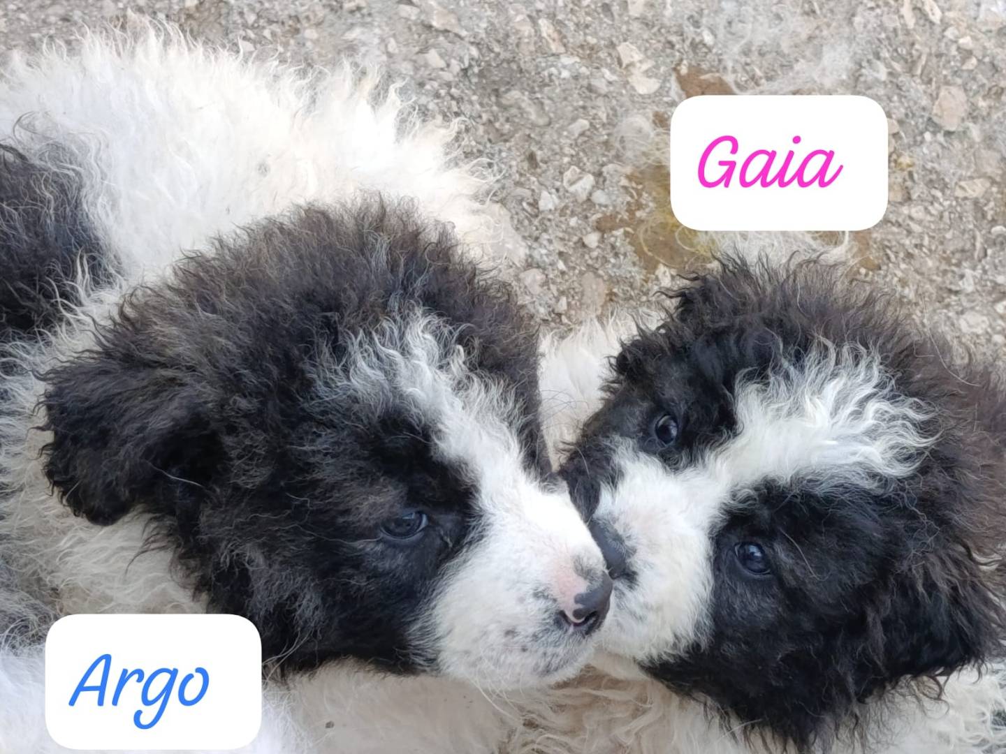 Adotta un cane, femmina, 1 mesi, Avellino