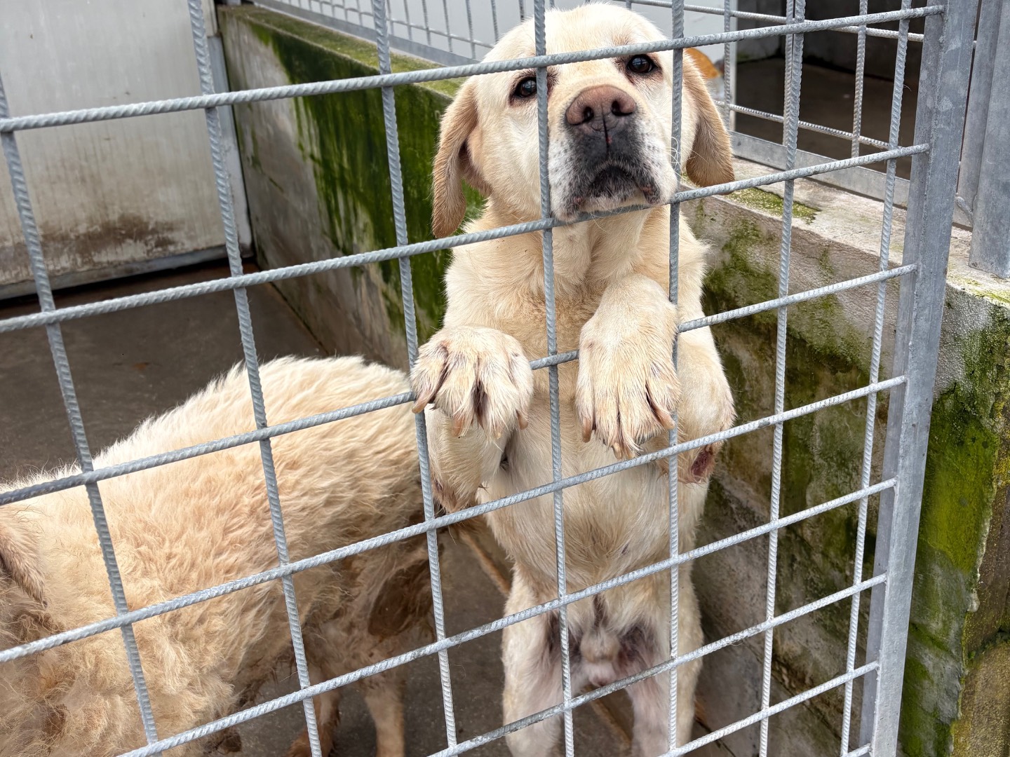 Adotta un cane, maschio, 5 anni e 3 mesi, Frosinone