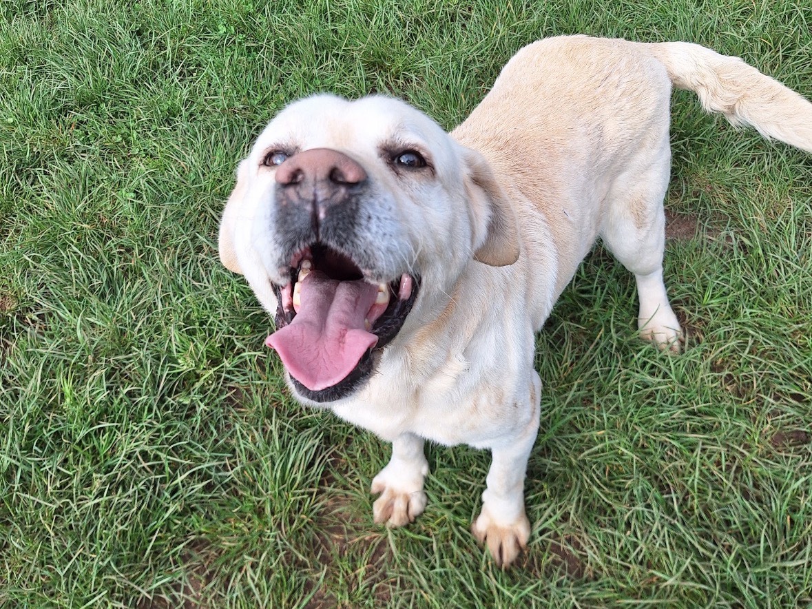 Adotta un cane, taglia media, maschio, Frosinone