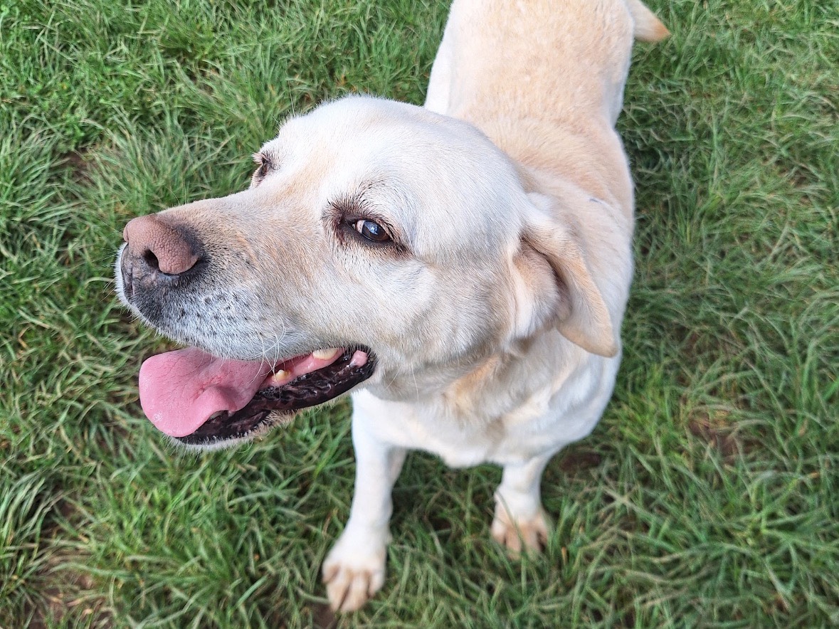 Vuoi adottare un cane a Frosinone?