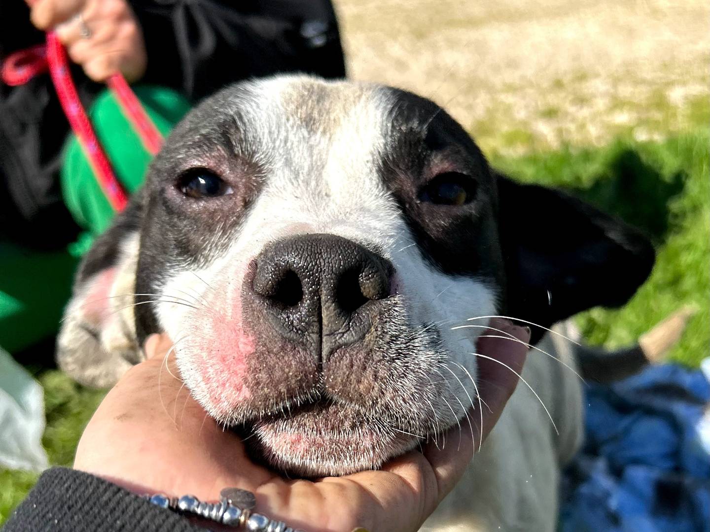 Adozione cane, femmina, Razza sconosciuta Razza sconosciuta, 6 mesi, taglia media, Latina