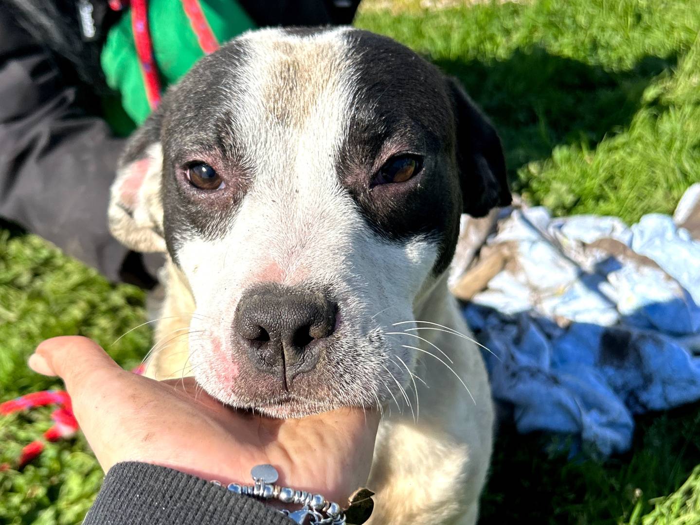 Adotta un cane, femmina, 6 mesi, Latina