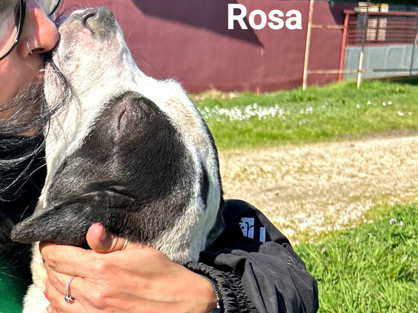 Vuoi adottare un cane a Latina?