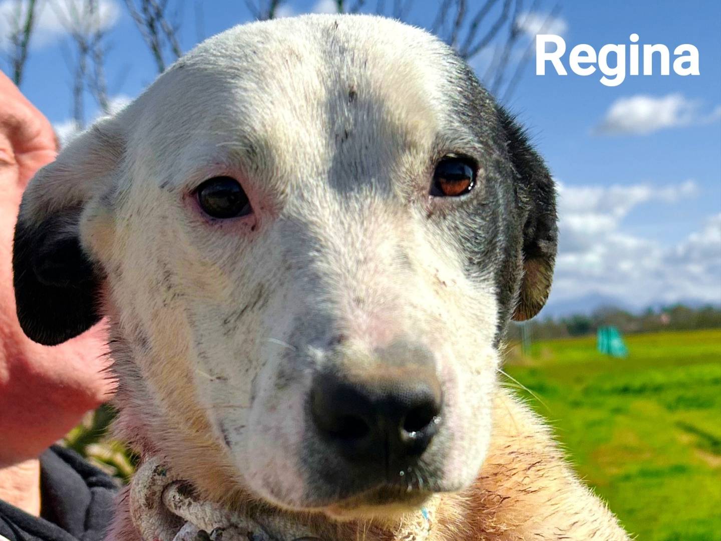 Adotta un cane, femmina, 6 mesi, Latina