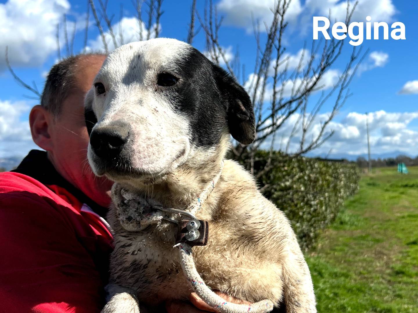 Adotta un cane, taglia media, femmina, Latina