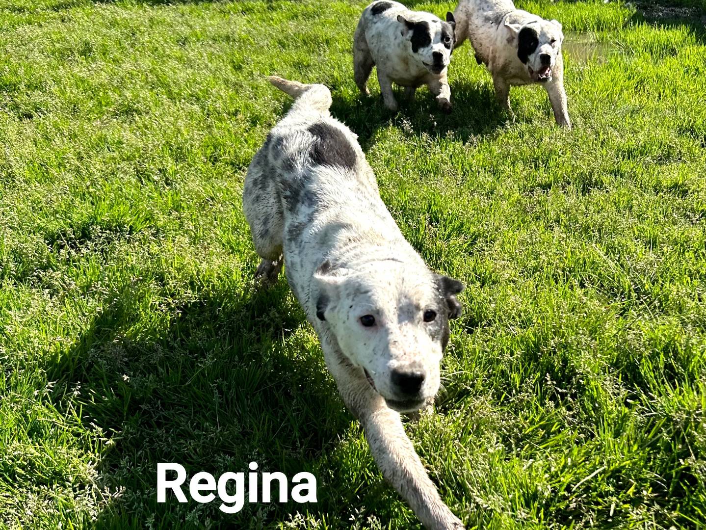 Vuoi adottare un cane a Latina?