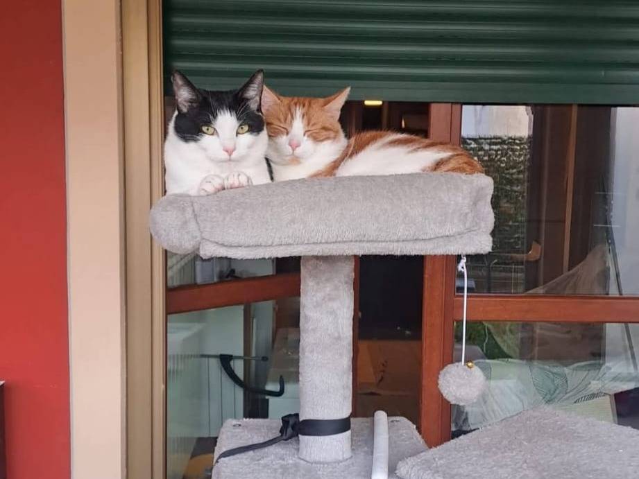 Adozione gatto, maschio, Razza sconosciuta Razza sconosciuta, 2 anni e 6 mesi, taglia non valida, Torino