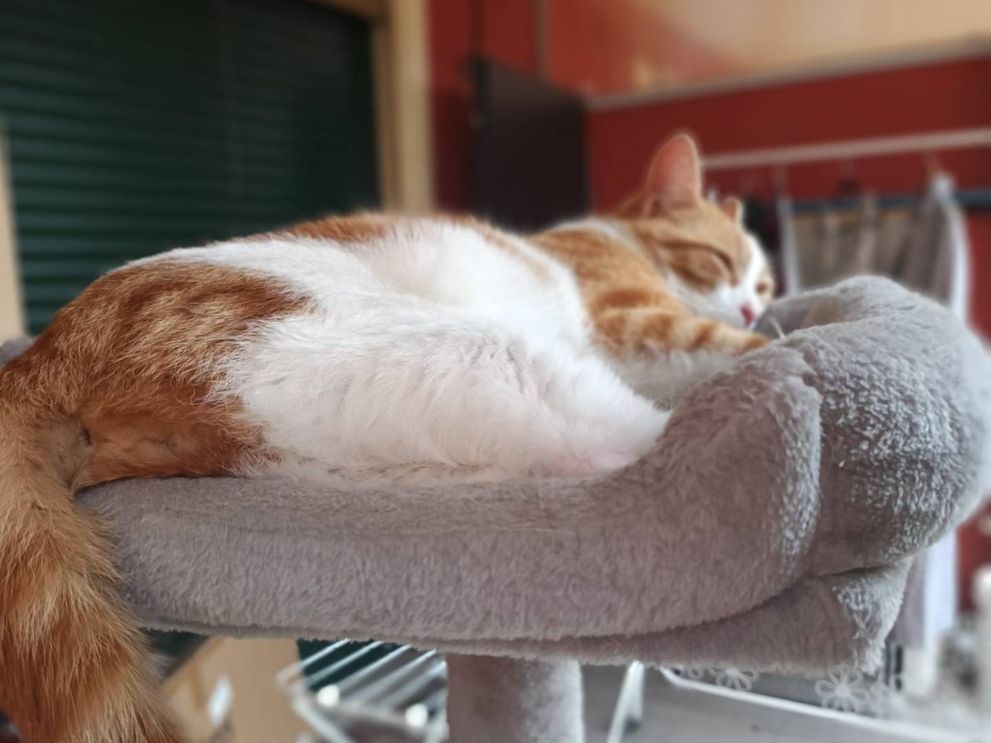 Adotta un gatto, maschio, 2 anni e 6 mesi, Torino