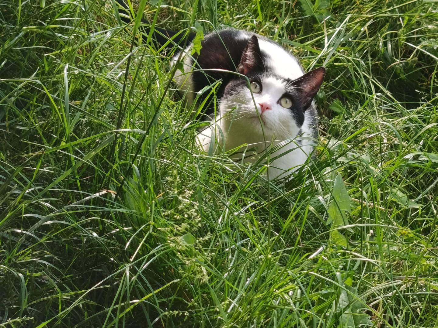 Adotta un gatto, taglia non valida, maschio, Torino