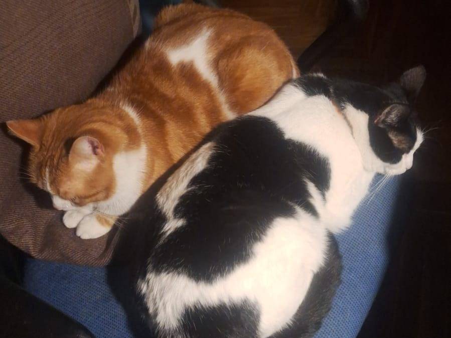 Vuoi adottare un gatto a Torino?