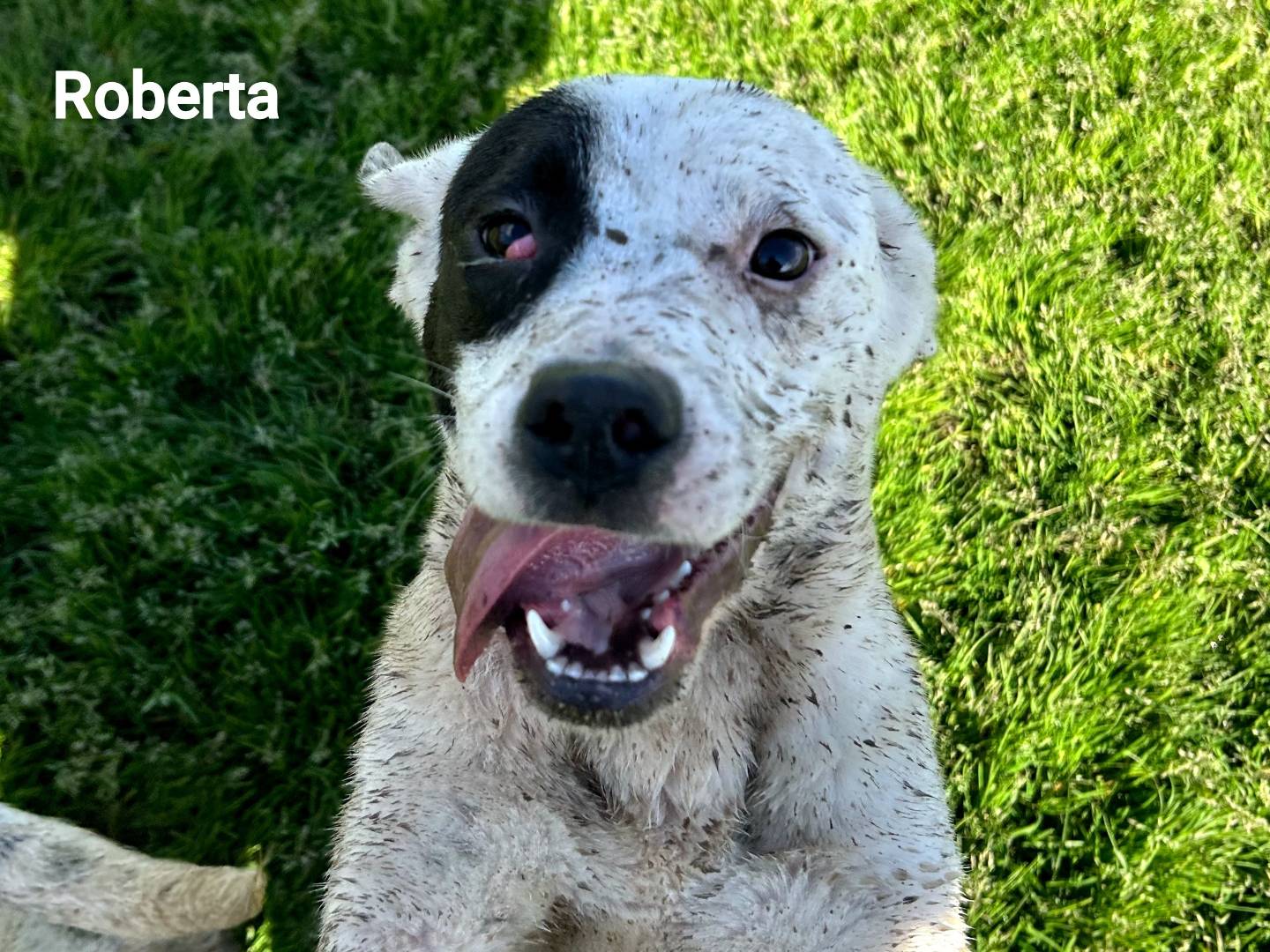 Adozione cane, femmina, Razza sconosciuta Razza sconosciuta, 6 mesi, taglia media, Latina