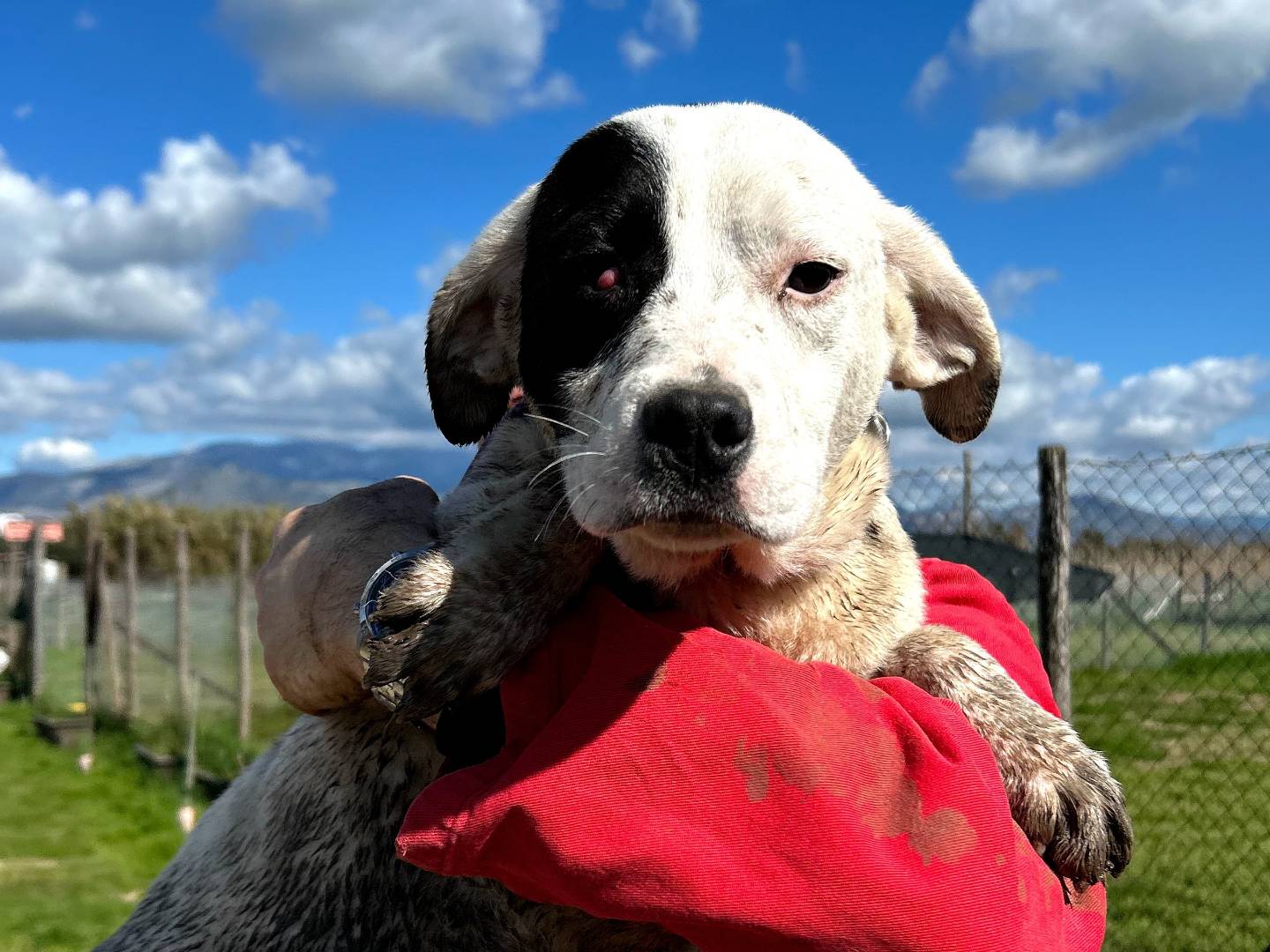 Adotta un cane, femmina, 6 mesi, Latina