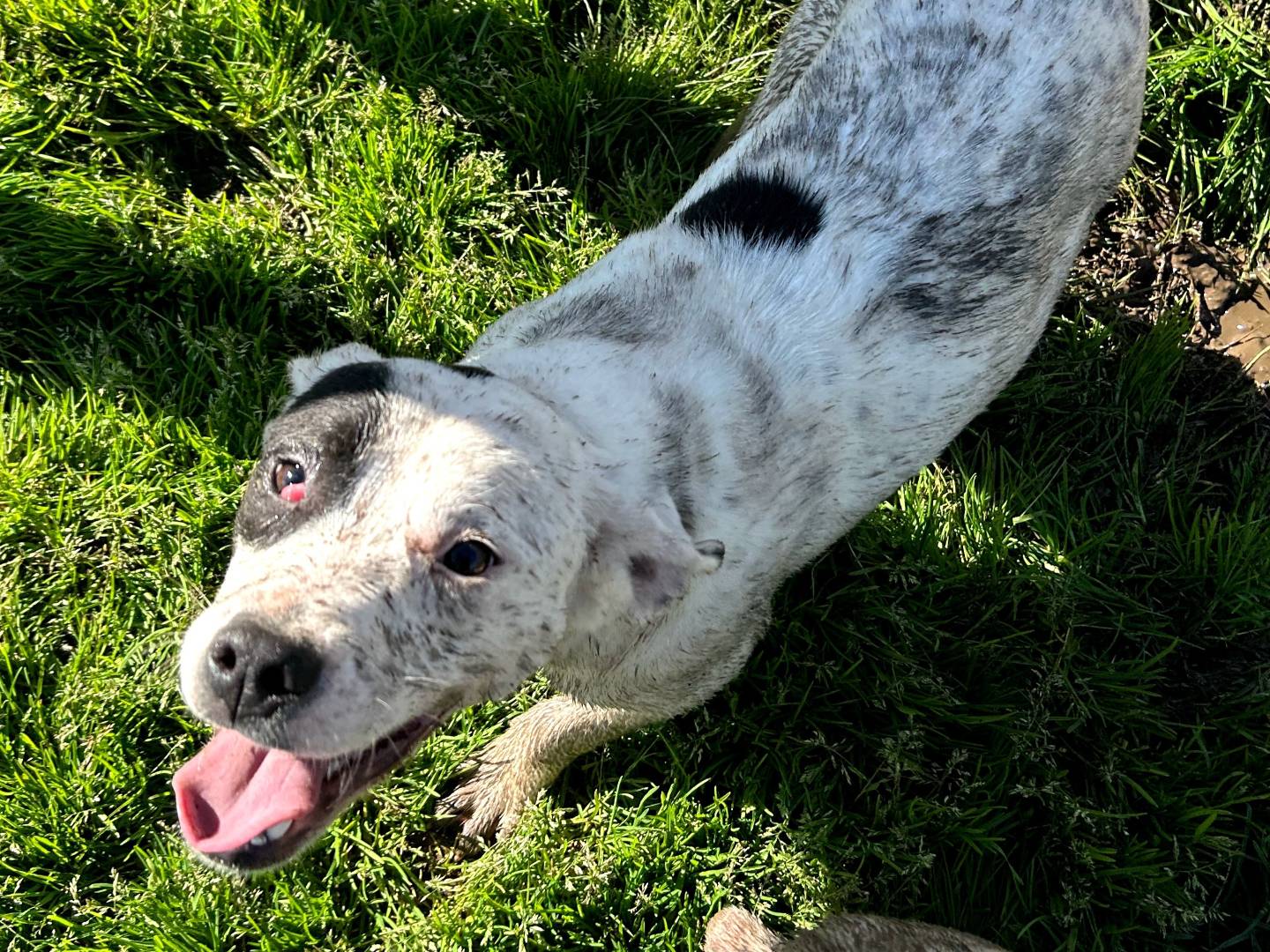 Adotta un cane, taglia media, femmina, Latina