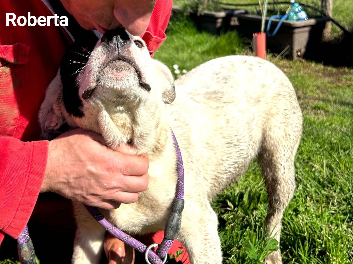 Vuoi adottare un cane a Latina?