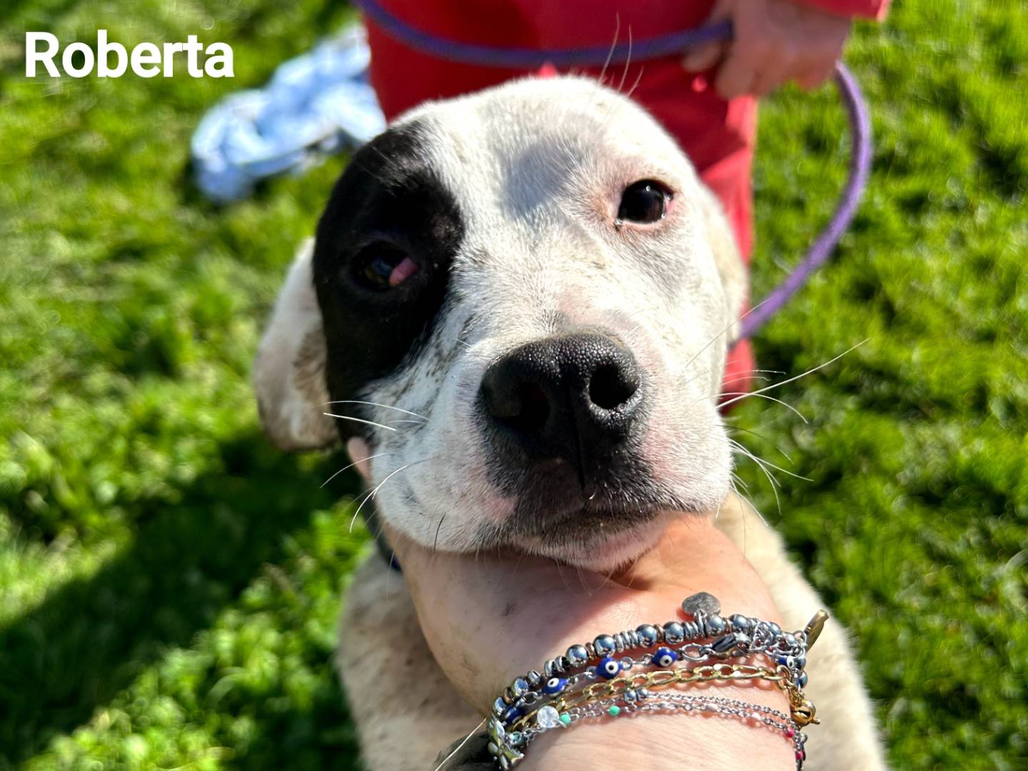 Adotta il cane Roberta  a Latina