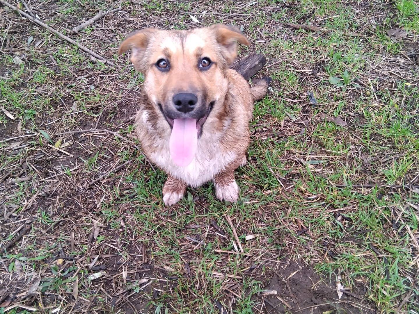 Adozione cane, maschio, Razza sconosciuta Razza sconosciuta, 3 mesi, taglia media, Avellino