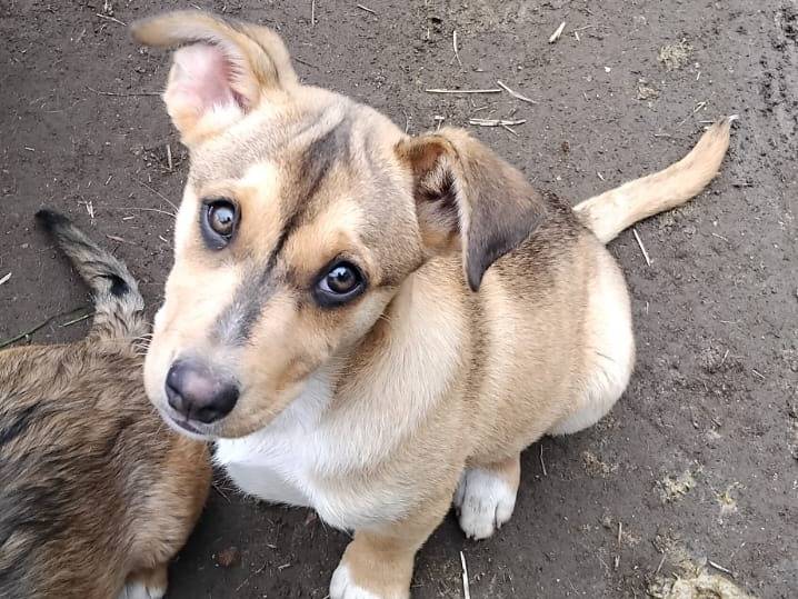Adozione cane, maschio, Razza sconosciuta Razza sconosciuta, 3 mesi, taglia media, Avellino