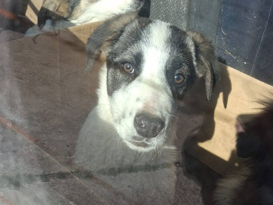 Adozione cane, maschio, Razza sconosciuta Razza sconosciuta, 3 mesi, taglia media, Asti