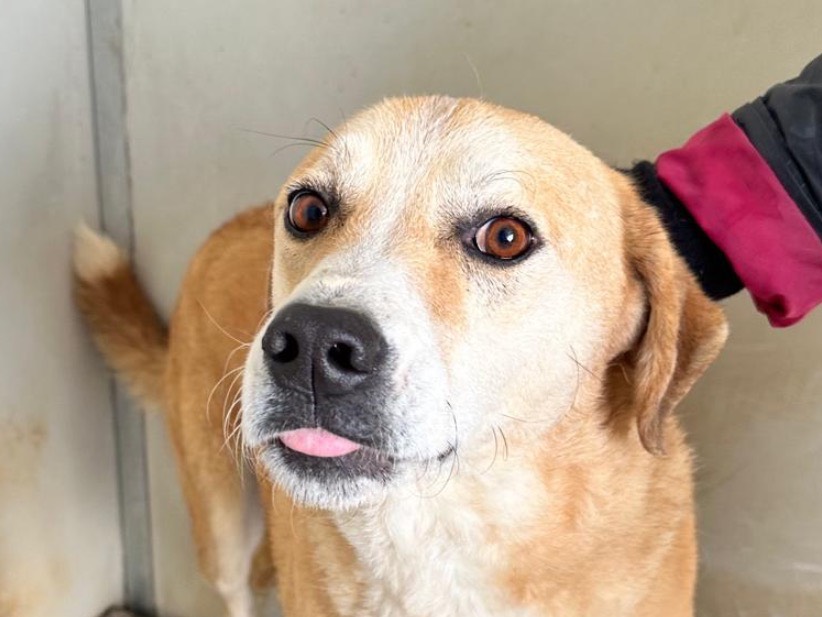 Adotta un cane, maschio, 4 anni e 9 mesi, Latina