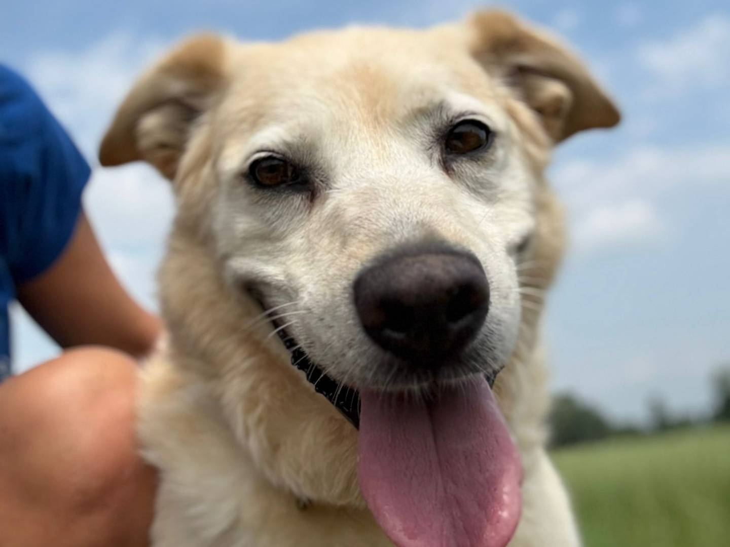 Adozione cane, femmina, Razza sconosciuta Razza sconosciuta, 10 anni e 1 mese, taglia grande, Cremona